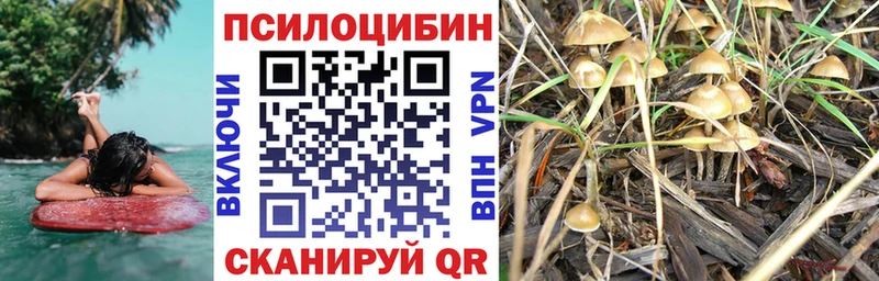 Псилоцибиновые грибы Psilocybe Бугульма